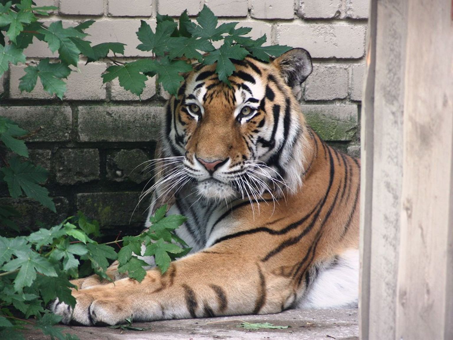 Tallinna loomaaia amuuri tiiger Pootsman