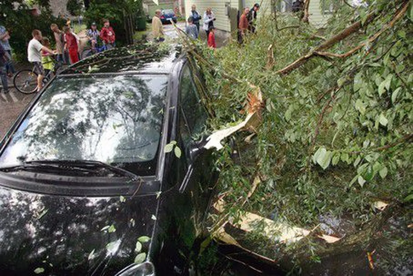 Pärnus kukkus välgutabamuse saanud paju pargitud sõiduki peale.