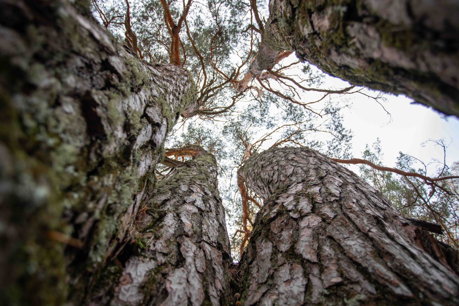Värskas kasvav Verhuulitsa lautsipettäi võistleb aasta puu tiitli nimel.