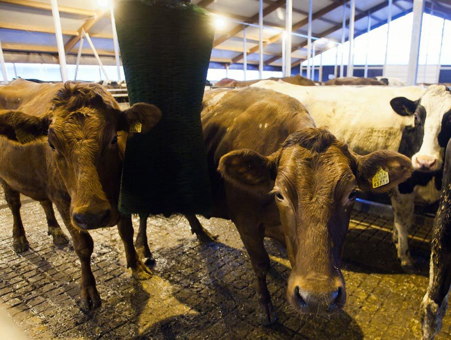 Osaühingu Karpo lehmad said läinud aasta lõpul uue moodsa kodu. Nende peremees Kalev Nurk usub, et piimakarja edendamine on Eesti loodusliku potentsiaali seisukohast igati otstarbekas.