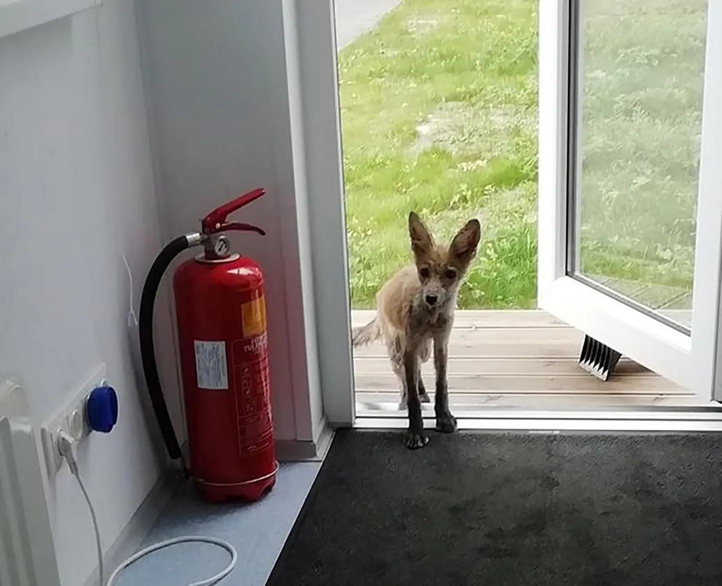 See räbala väljanägemisega rebane üritas augustis Türi-Allikul üht asutust uudistama tulla.