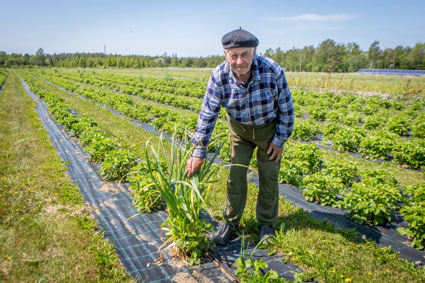 LIGI 30 AASTAT KOGEMUST: Kalev Kuris on staažikas maasikakasvataja. “Turule ma oma kaubaga enam ei lähe. Kes maasikaid soovib, sõidab siia põlluveerde. Annan odavamalt ära,” räägib ta.