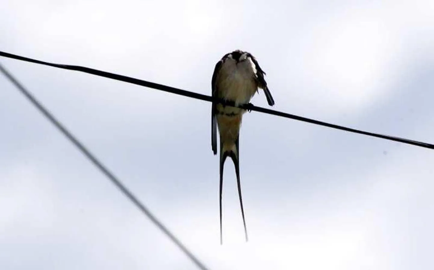 Juba on nähtud pääsukest, mis pidi rahvatarkuse järgi tooma päevasooja.