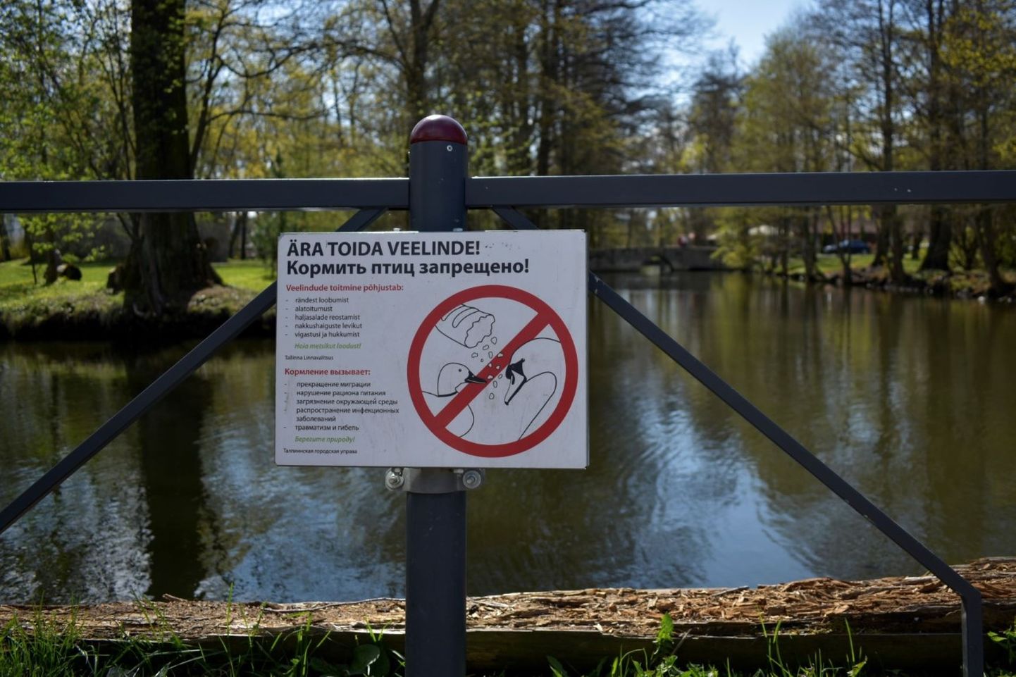 Управа Кристийне призывает не кормить птиц на пруду парка Лёвенру.