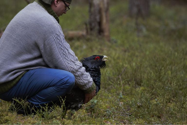 Metsise elupaikade uuringut viis läbi Eesti Ornitoloogiaühing