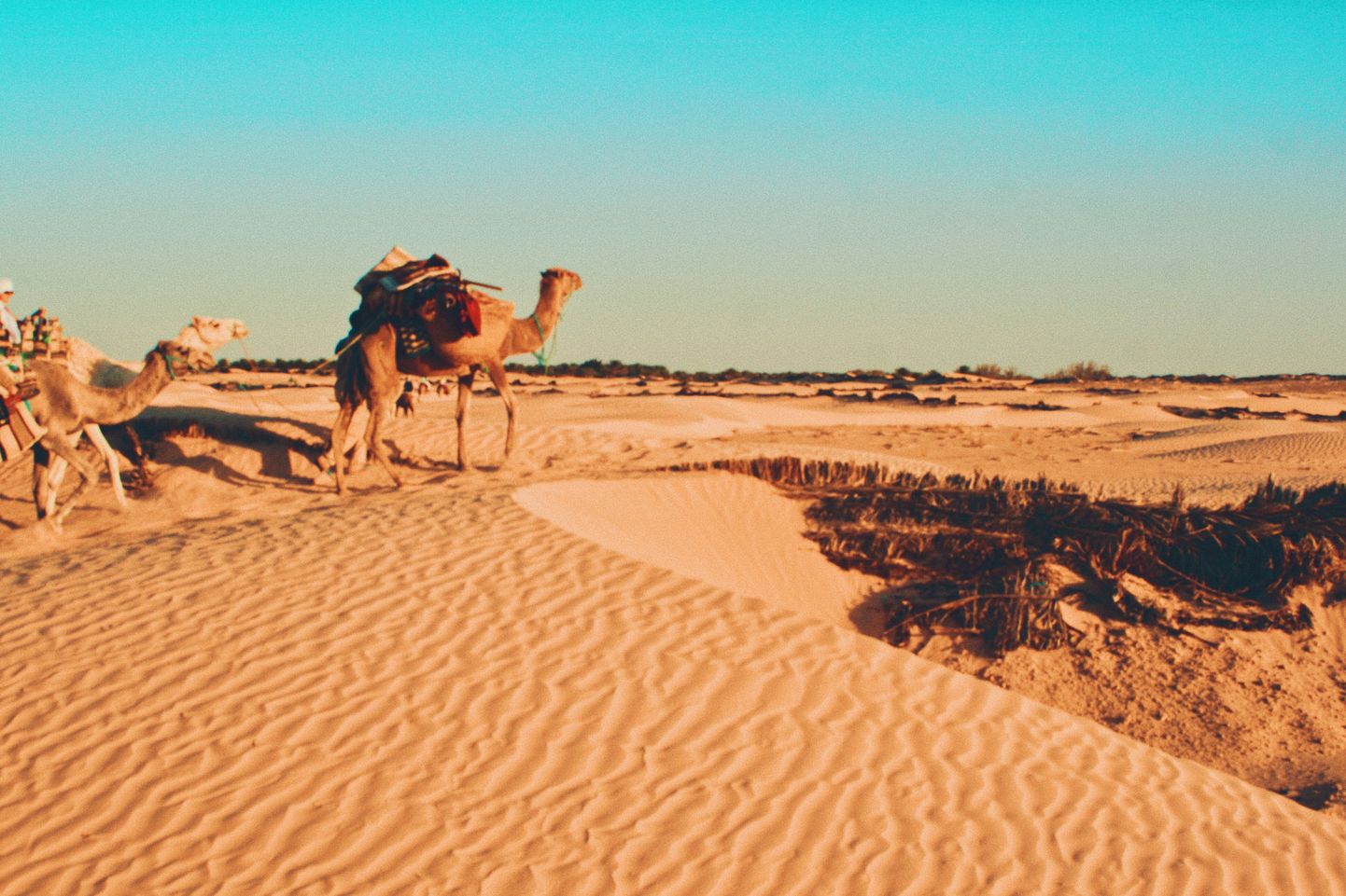 Tunisijas tuksnešainie klajumi