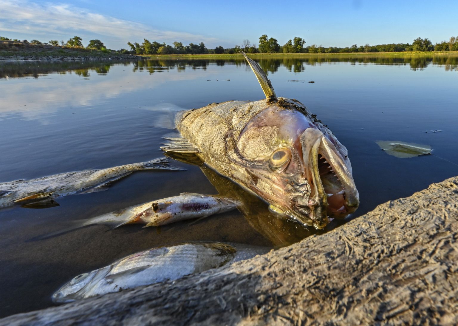 Surnud kalad hulbivad vees Oderi jões Ida-Saksamaal Genschmari juures.
