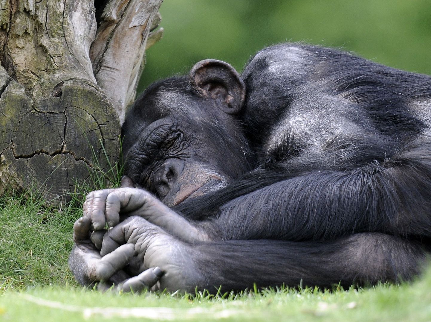 Šimpanside populatsioon kahaneb illegaalse kaubanduse tõttu väga kiiresti.