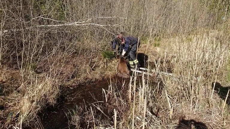 Kraavimutta vajunud looma poleks Mati Heindla möödasõidul niisama ilmselt märganud, sest loodus ja põder olid samades toonides.