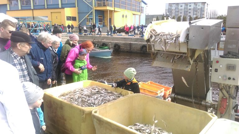 Pärnu on teadaolevalt ainukene linn terves riigis, kus linnakodanik saab kesklinnas osta läbi hooaja igal hommikul kalurilt otse värkset kala, see on nagu privileeg, mida täna avatud kalasadamate päev Japsi kail ilmekalt tõestas.