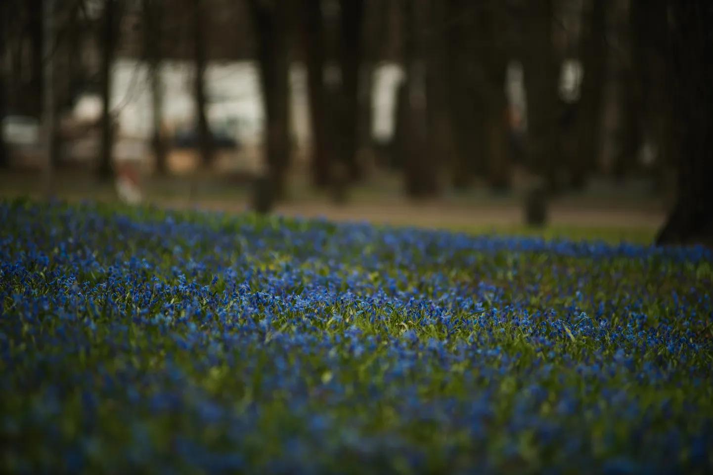 Foto: Zilās ziedu rotas Lielajos kapos