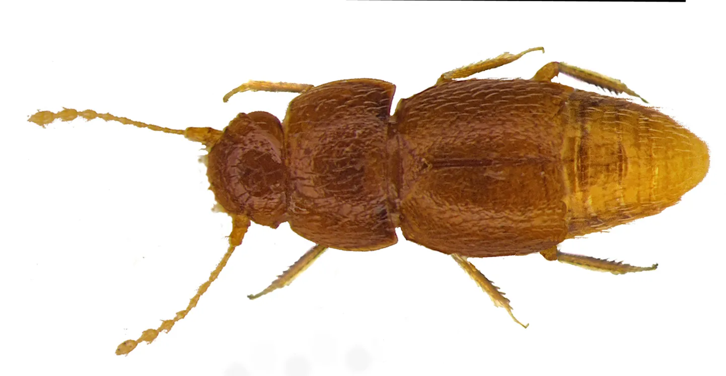 Жук Nelloptodes gretae