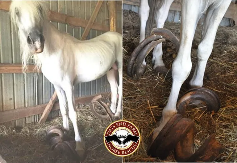 15 aastat kinnihoitud hobused. Foto: Days End Farm Horse Rescue