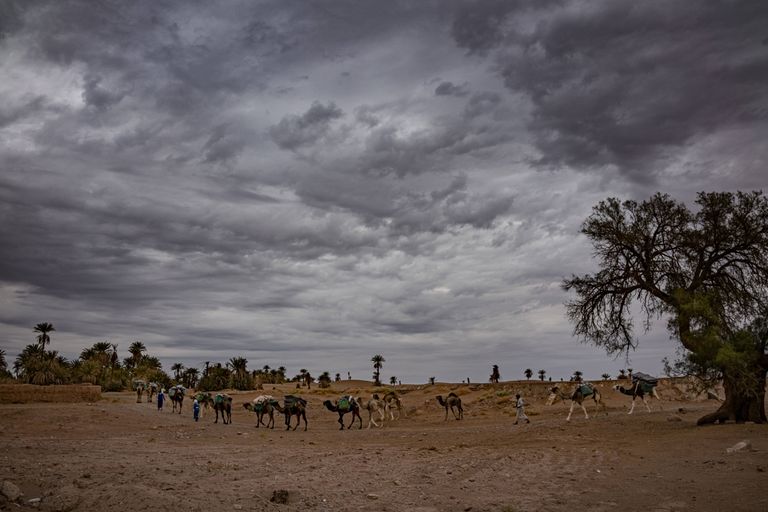 Kaamelikaravan Sahara kõrbes Marokos Ksar Bounous.