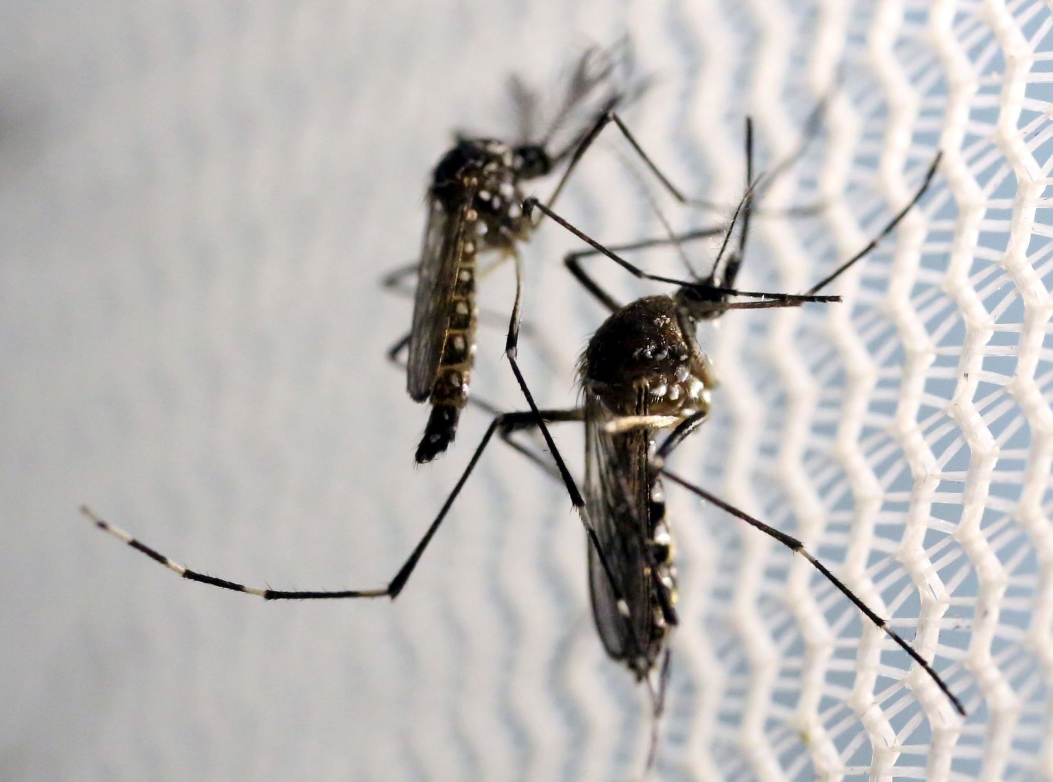 Zika levib eelkõige sääseliigiga Aedes aegypti.