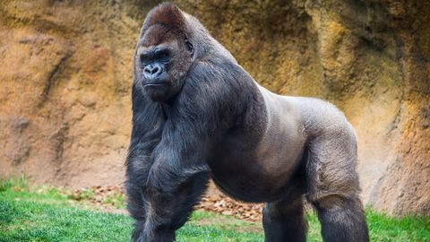 25 MILJONIT VAATAMIST ⟩ Gorilla ründas külastajate hirmunud pilkude all aedikusse lõksu jäänud talitajaid
