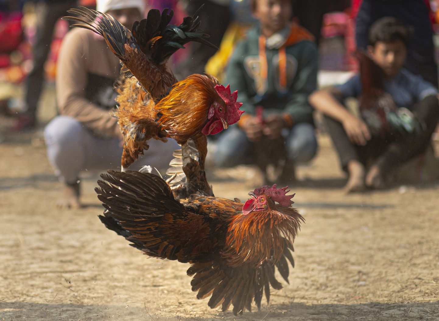 Kukevõitlus Indias Jagiroadis peetud festivalil eelmisel nädalala. Tegelikult on loomaturniirid riigis keelatud, kuid seadust ei jõustata rangelt.