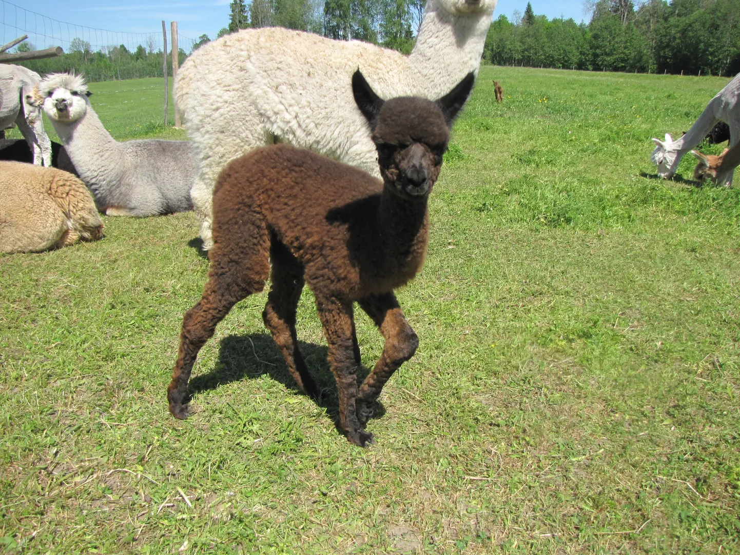 Wile alpakafarmis oodatakse tänavu kümne alpakabeebi sündi.