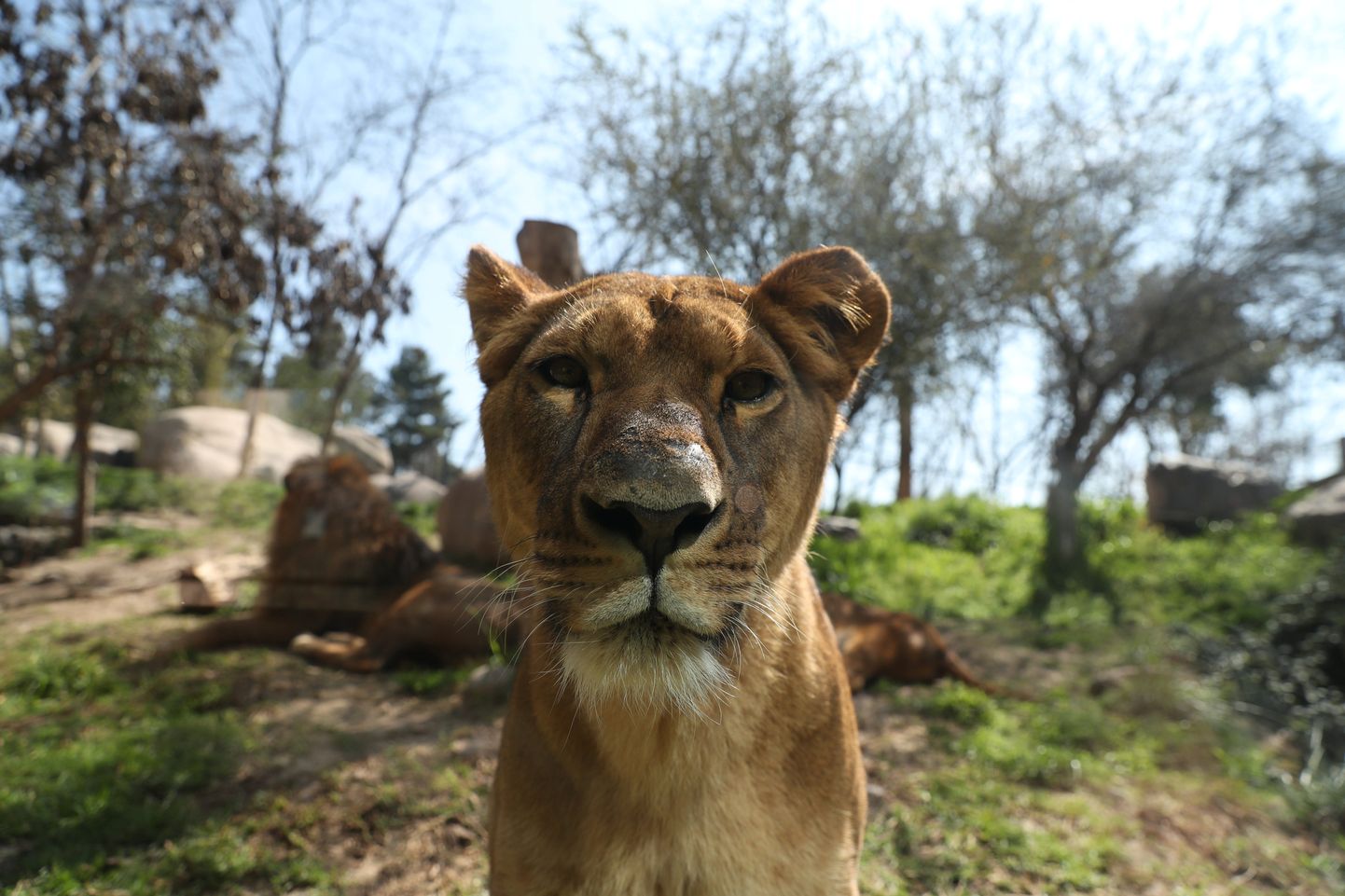 Lõvi Santiago loomaaias Tšiilis. Pilt on illustreeriv.