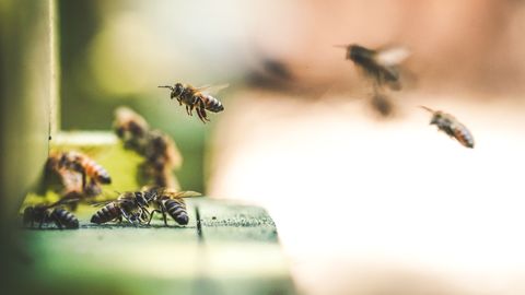 15. maini saab taotleda toetust mesilasperede pidamiseks
