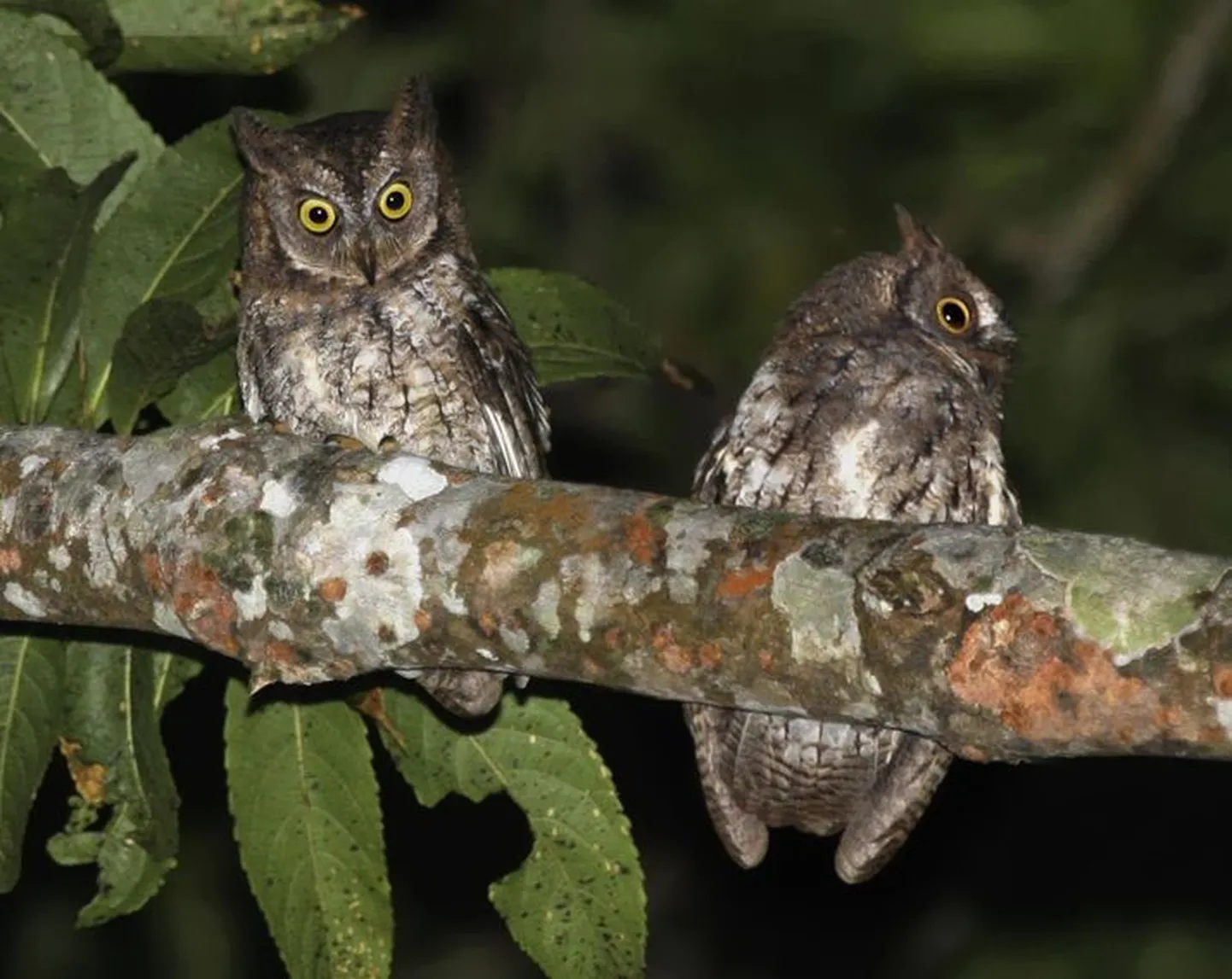 Otus jolandae liigi öökullid