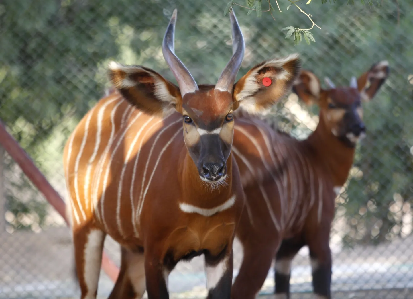 Võsapuklased Al Bustan zooloogiakeskuses Maliha külas