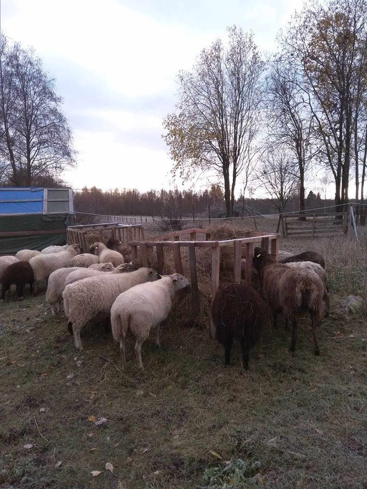 Assamalla külas Savi talus elab hulk kitsi ja lambaid, kes vanadest jõulukuuskedest kui heast ninaesisest ära ei ütleks.