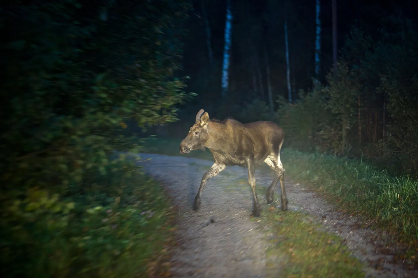 Metsavaheteedel liigeldes tasuks olla eriti ettevaatlik.