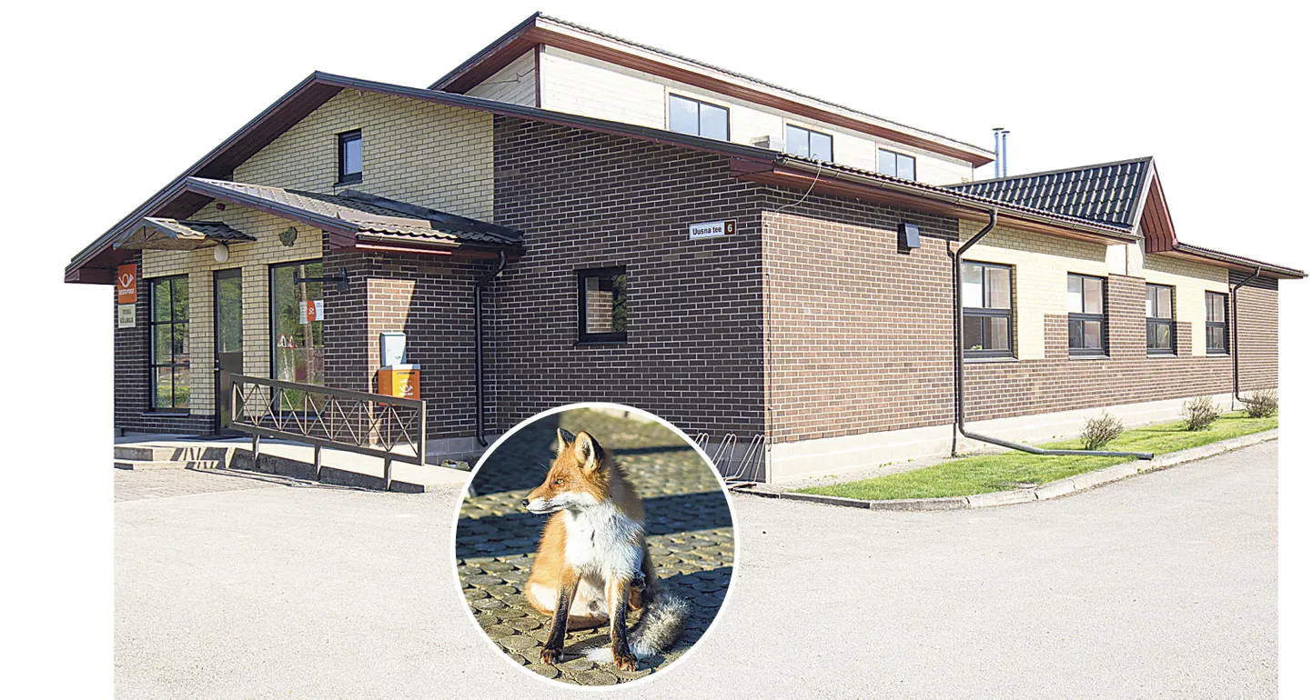 Pühapäeval võib Uusna külamajas tsirkuseetendusel lisaks rebasele näha koeri, kassi, tuhkrut ja madusid.