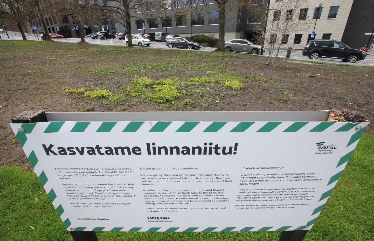 Linnaniidu tärkamine eelmisel kevadel.