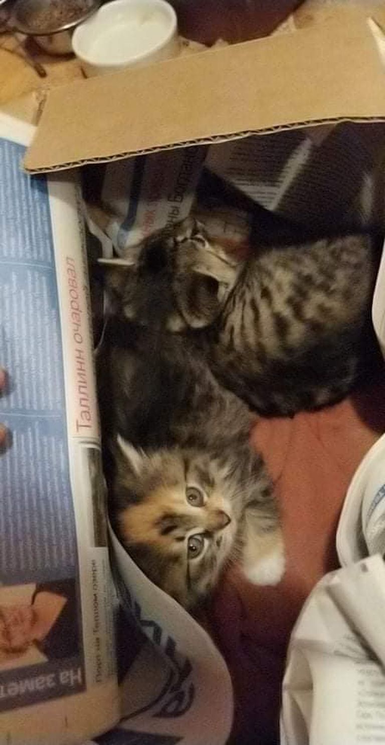 Karpi surema jäetud kassipojad.