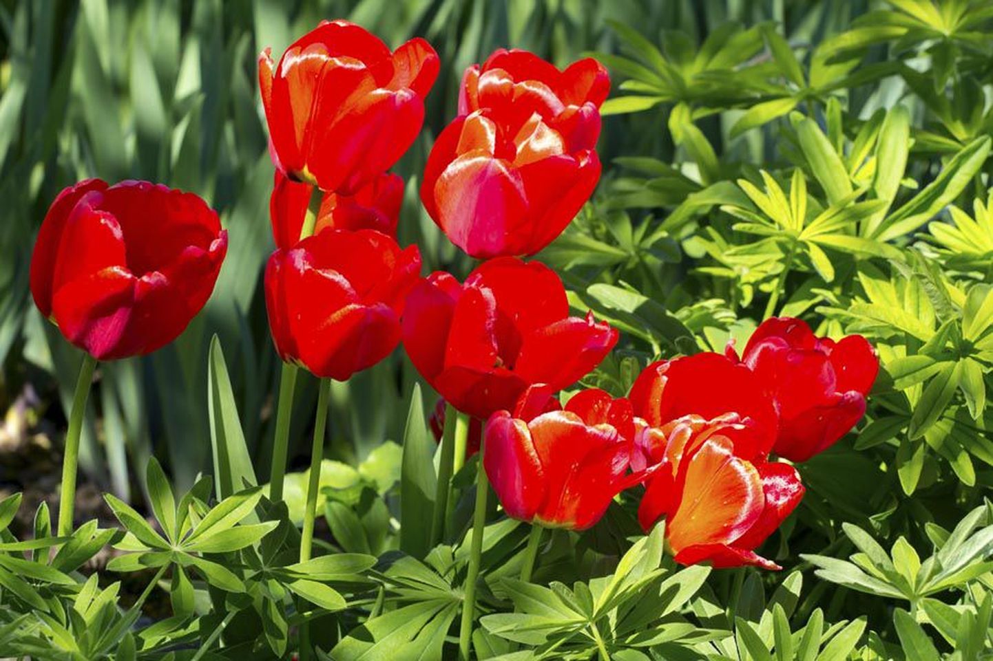 Tulpe on Risttee talus väga rikkalikus valikus, aga neid tumepunaseid, mis kasvasid kunagi vanaema aias, pole aiandi perenaine veel leidnud.