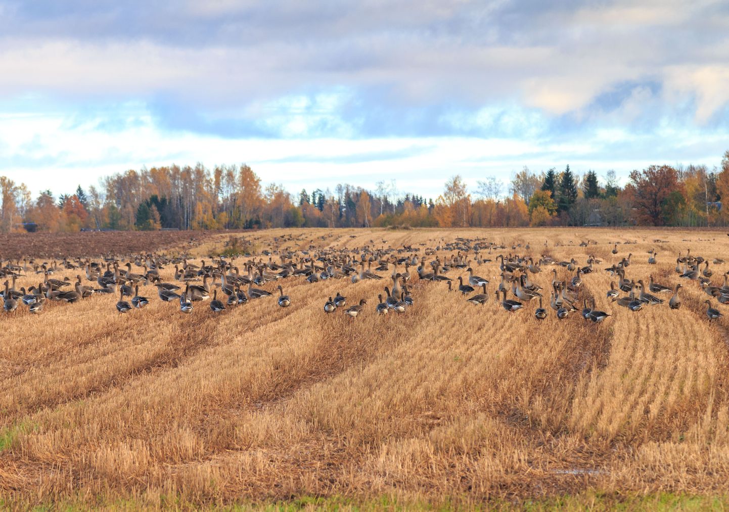 Rändlinnud, linnud rändel
Haned põllul

Foto Arvo Meeks/Valgamaalane