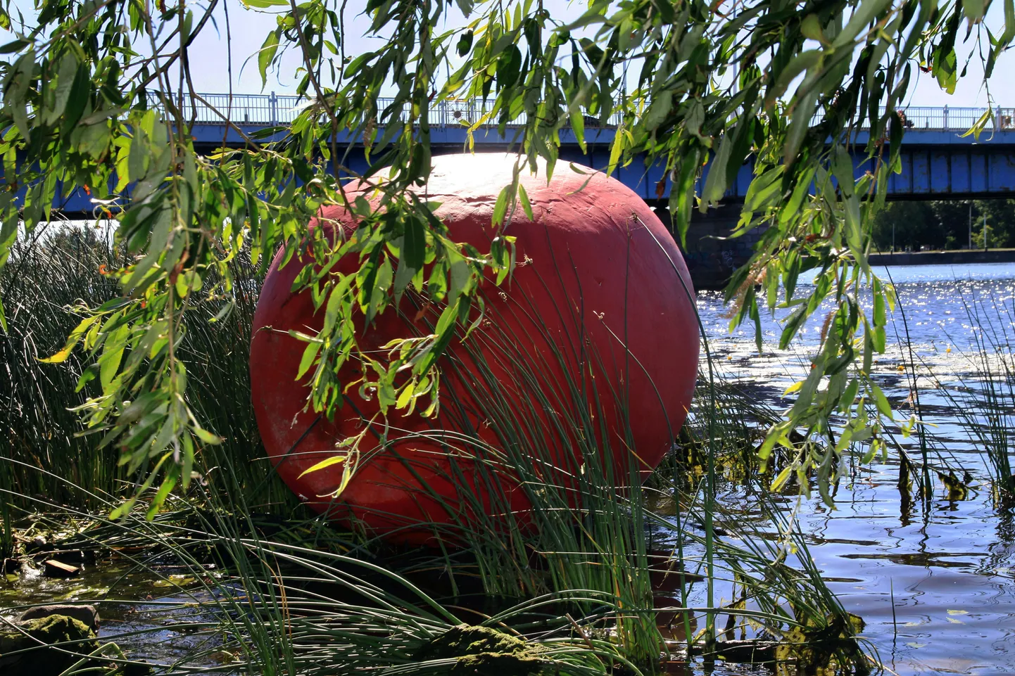 Hansapäevade õun ulbib Pärnu jões Kesklinna silla lähistel.