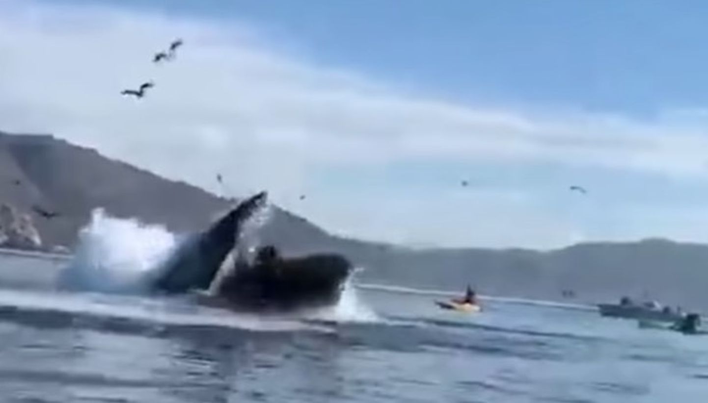 Kokkupõrge vaalaga toimus California rannikul.