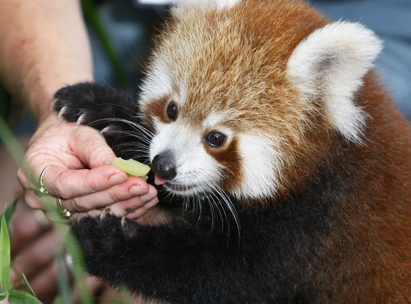 Sydney loomaaias elav panda Pemba