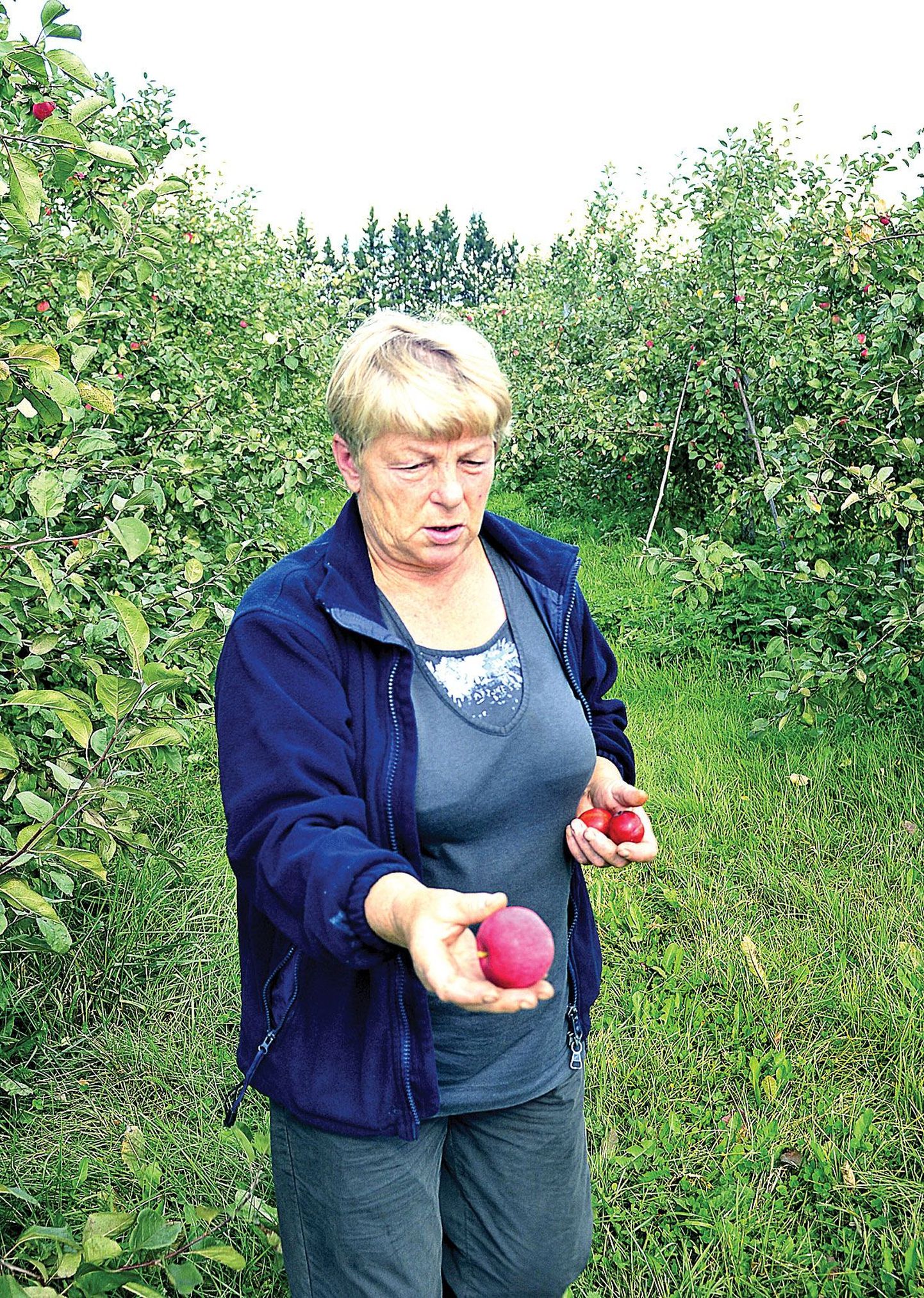 Imbi Rohejärv ütles, et õuna on tänavu küll rohkem kui eelmisel aastal, kuid hiilgavast saagist ei saa rääkida.