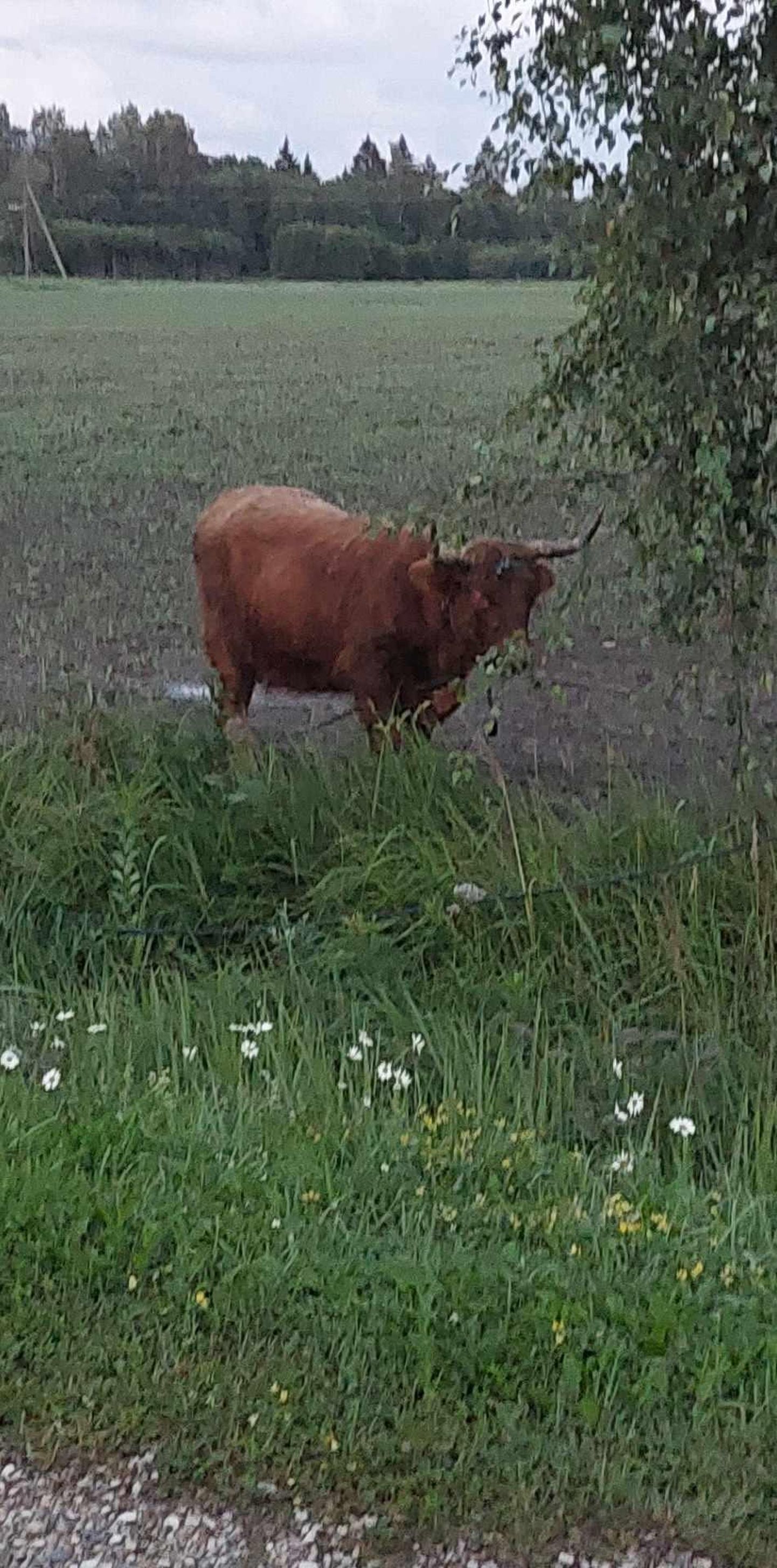 Корова, сбежавшая с бойни, бродила по волости Тори.