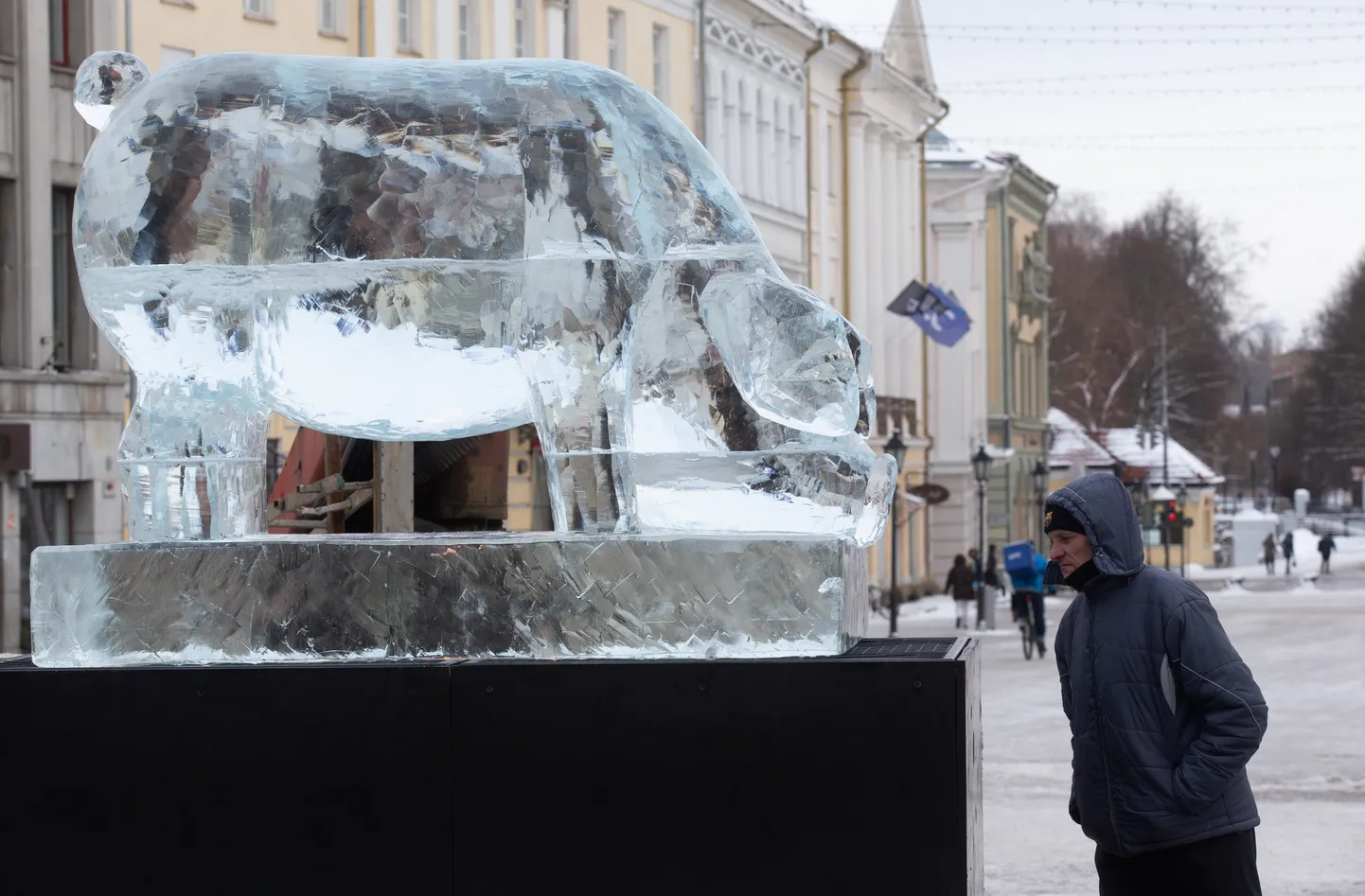 Täna pärastlõunal jõudis Tartu Raekoja platsile jääst seaskulptuur, mille autor on skulptor Tiiu Kirsipuu.