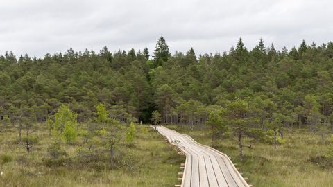 Hüpassaare matkaraja uuenduskuur on lõpusirgel ja kerkib ka vaatetorn