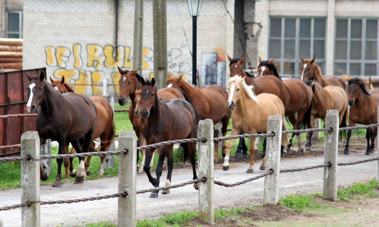 Tori hobusekasvanduses toimuvad homme hobuste sõidu- ja veokatsed.