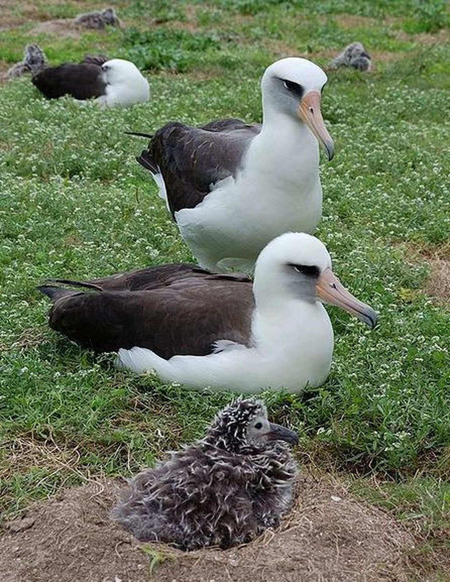 Laysani albatrossid