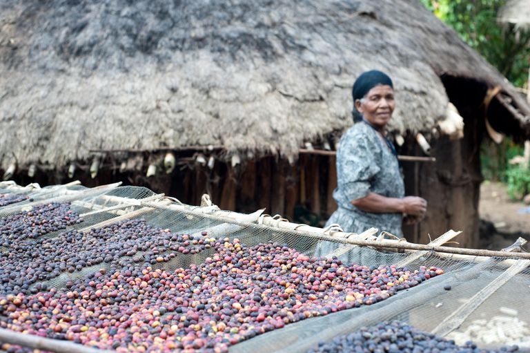 Kohviubade kuivatamine väikeses Etioopia kohviistanduses.