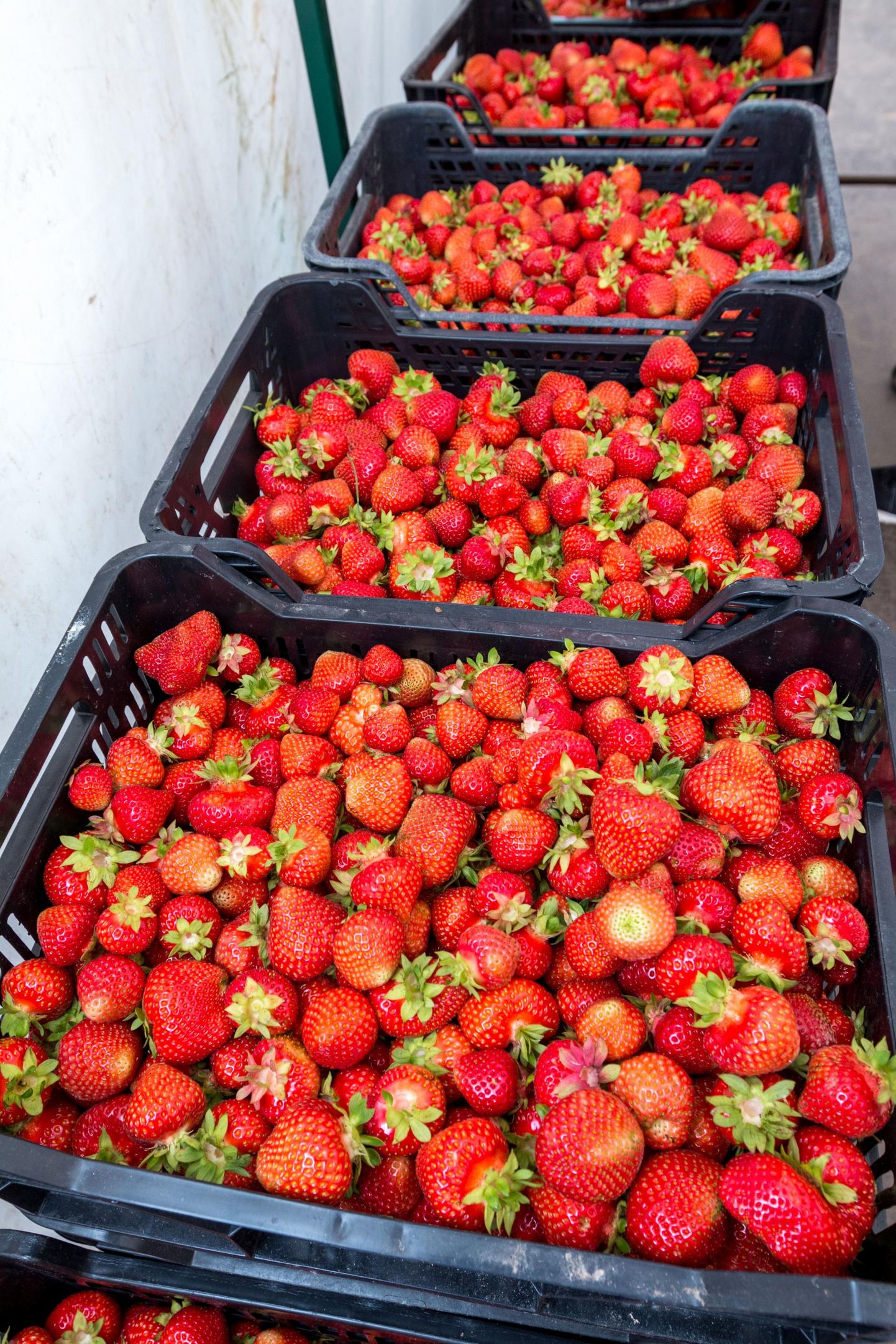 Need marjad siin on korjatud hoopis Valgamaalt Puide talu maasikapőllult.