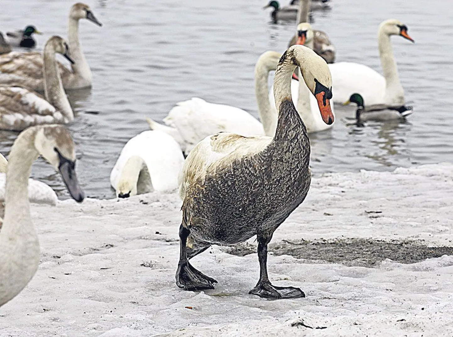 Лебеди, пострадавшие от нефтяного загрязнения в Таллиннском заливе 
в 2006 году.