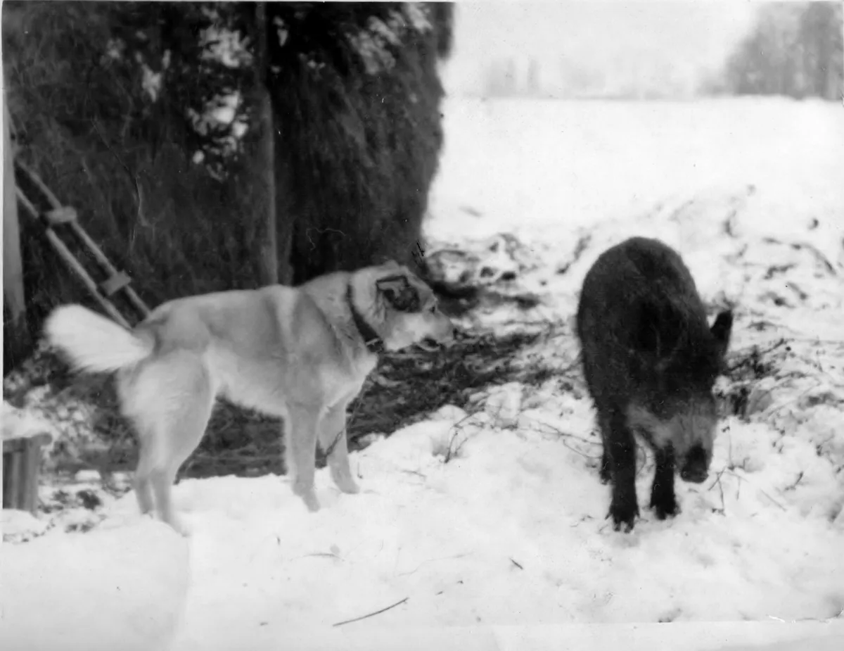 Fotol pere koer ja jahimeeste poolt kodustatud metssiga, foto pärineb kirjeldatud mardisandijuhtumiga samast ajast
