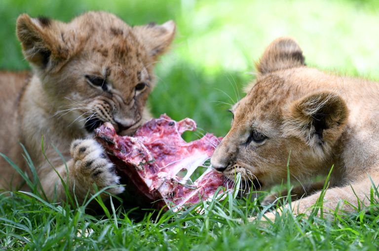 Bogotas asuvas looduspargis naudivad kaks kolme kuu vanust lõvikutsikat üht korralikku lihakäntsakat.