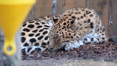 NÄDALA LOOMAAED ⟩ Esimesed kevadvihmad amuuri leopardi ei häirinud