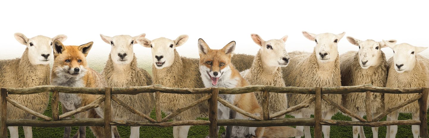 Üheskoos sirgunud lambad ja rebased ei pelga teineteist, ehkki ühed on rohusööjad, teised kiskjad.