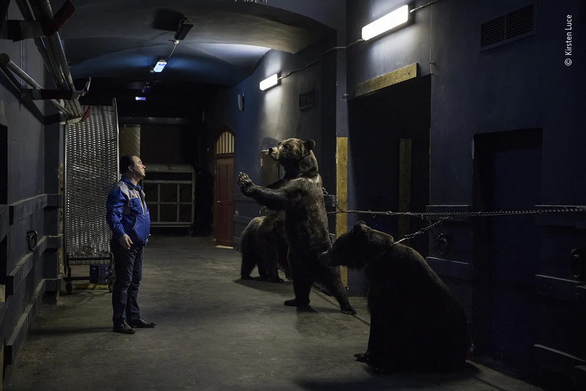 Sanktpēterburgas cirkā tiek izrādīts numurs ar trim Sibīrijas brūnajiem lāčiem. Staigāt uz divām kājām lāčus māca jau no mazām dienām, aiz kakla pieķēdējot tos pie sienas. 